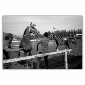 Nad stádem koní / 90 x 60 cm